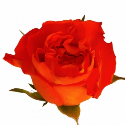 Růže MISS LISA 