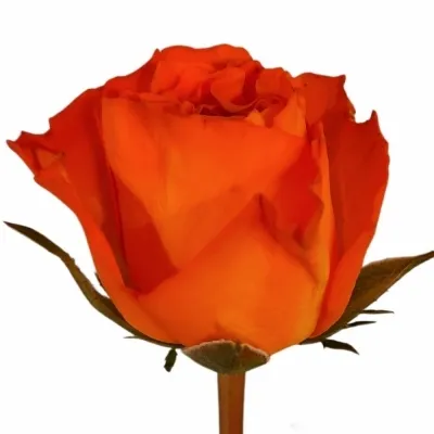 Růže MISS LISA+ 35 cm (S)