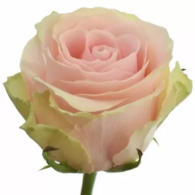 Růže MISTY PINK 60cm (L)