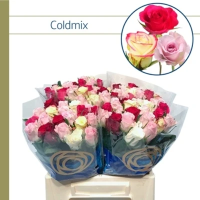 Růže MIX PINK