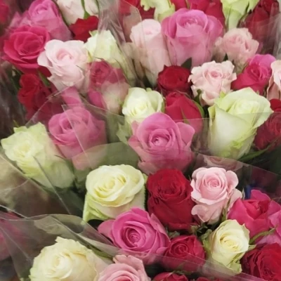 Růže MIX PINK 50 cm (M)