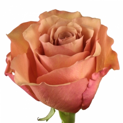 Růže MOCCACHINO 60 cm (XL)