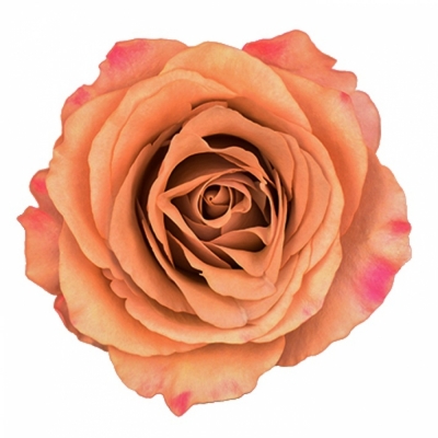 Růže MOCCACHINO 80 cm (XL)