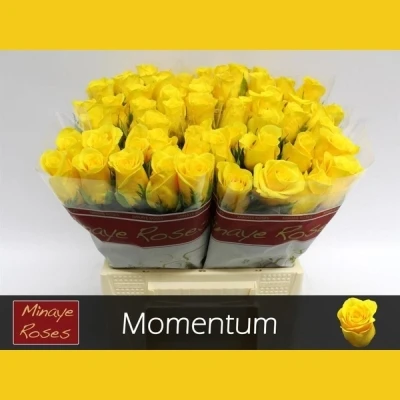 Růže MOMENTUM