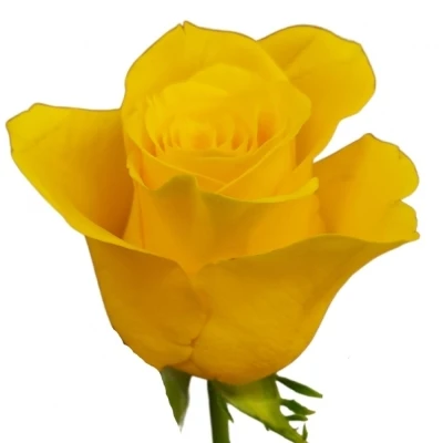 Růže MOMENTUM+ 50cm (L)