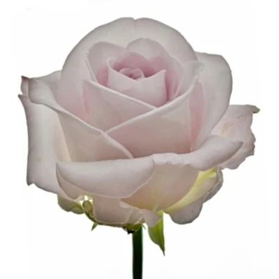 Růže MONROE! 40 cm (XL)