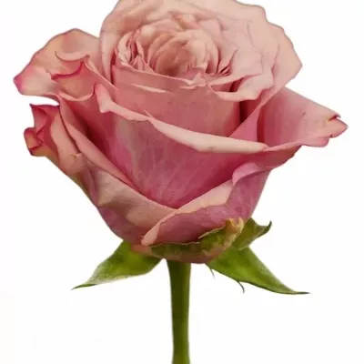 Růže MOON DUST 50cm (L)