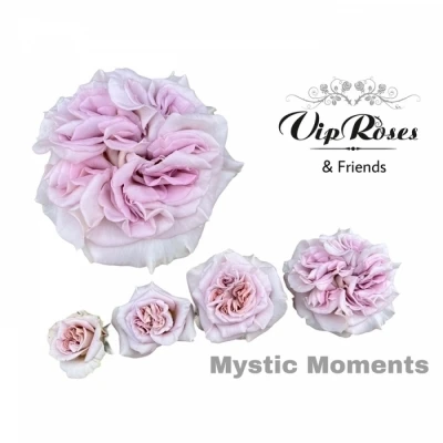 Růže MYSTIC MOMENTS