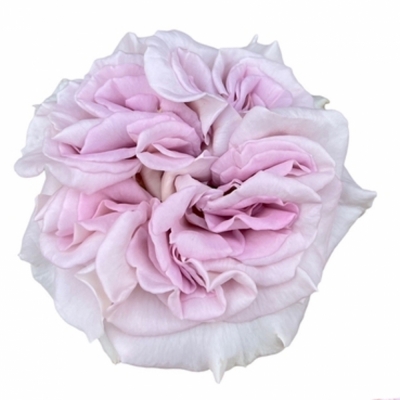 Růže MYSTIC MOMENTS 50cm (XL)