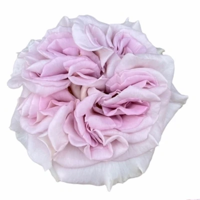 Růže MYSTIC MOMENTS 50cm (XL)