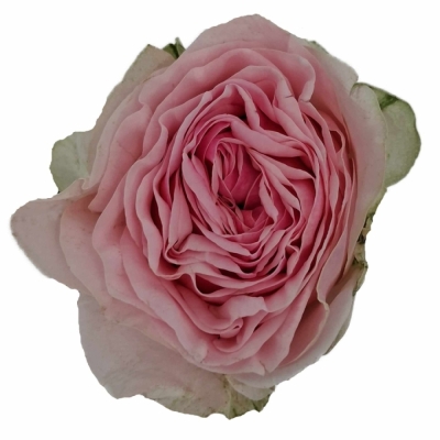 Růže NERUDA GARDENS! 50 cm (XL)