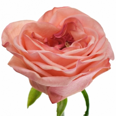 Růže NEW DESIGN 40cm (XL)