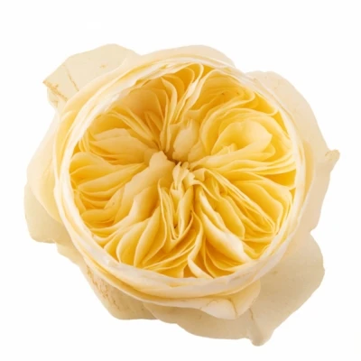 Růže NONA! 50cm (XL)