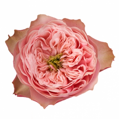 Růže NORTHANGER ABBEY 40cm (XL)