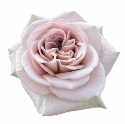 Krémovonědá růže NOTRE DAME+ 60cm (XL)