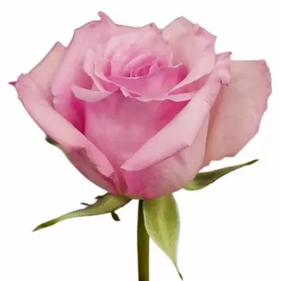 Růže O HARA 60cm (M)