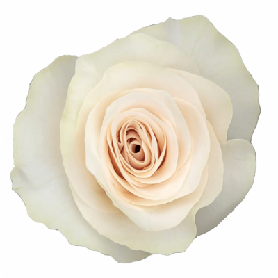 Růže OFF-WHITE! 60 cm (XL)