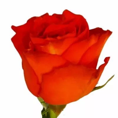 Růže ORANGE SPRINGS+ 40cm (L)