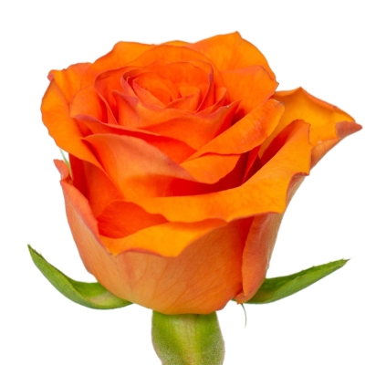 Růže ORANGE WAVE