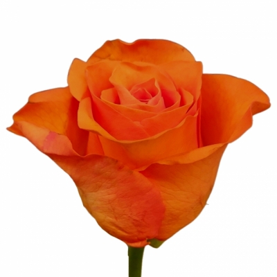 Růže ORANGE WAVE 50cm (L)