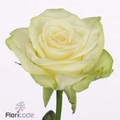 Růže PALOMA BLANCA 50cm (L)