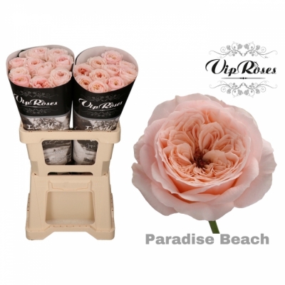Růže PARADISE BEACH