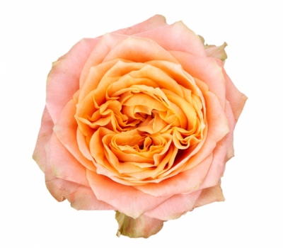 Růže PEACH FUNKY+ 50cm (XL)