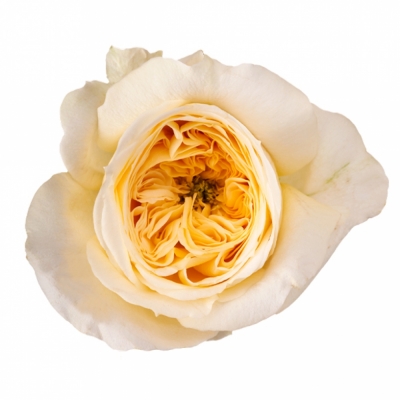 Růže PERSUASION 40cm (XXL)