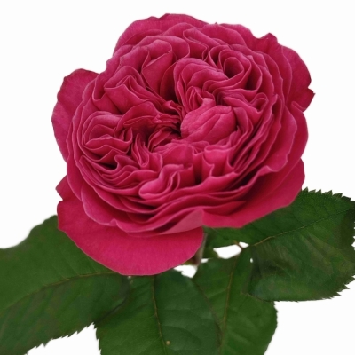 Růže PINK N PRETTY