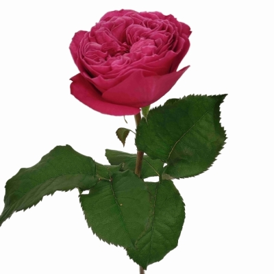 Růže PINK N PRETTY