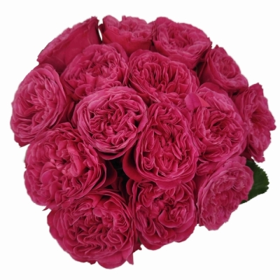 Růže PINK N PRETTY