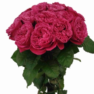 Růže PINK N PRETTY