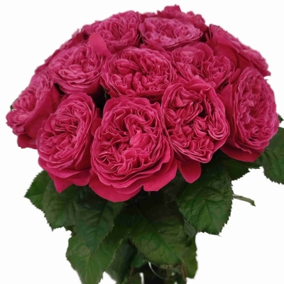 Růže PINK N PRETTY
