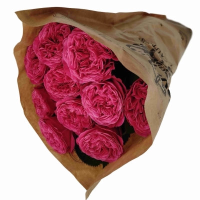 Růže PINK N PRETTY