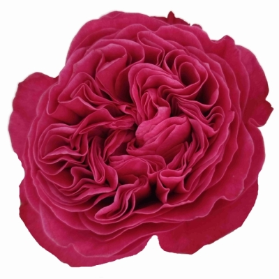Růže PINK N PRETTY 40 cm (XL)