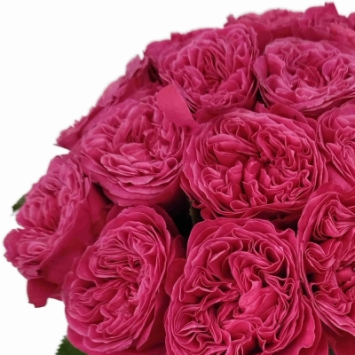 Růže PINK N PRETTY
