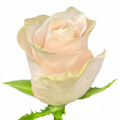 Růže POMAROSA 80cm (XL)