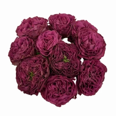 Růže PURPLE DELIGHT