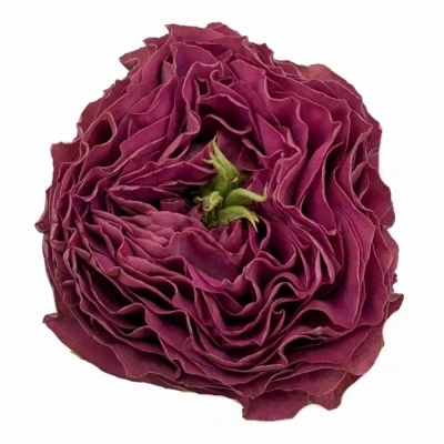 Růže PURPLE DELIGHT 40 cm (XL)
