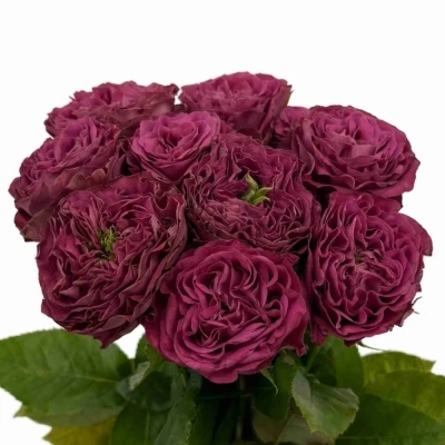 Růže PURPLE DELIGHT