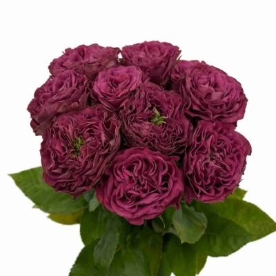 Růže PURPLE DELIGHT