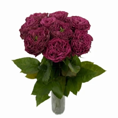 Růže PURPLE DELIGHT