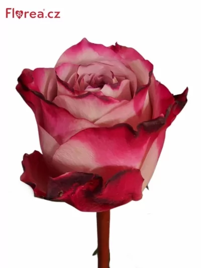 Růže PURPLE FIRE-BB 60cm (L)