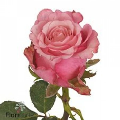 Růže RAMONDA 50cm (L)