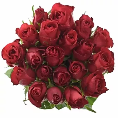 Růže RED COPACABANA 50cm (XL)