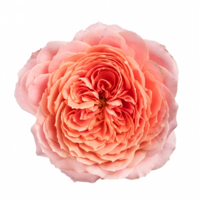 Růže ROMANTIC ANTIKE 60cm (XL)