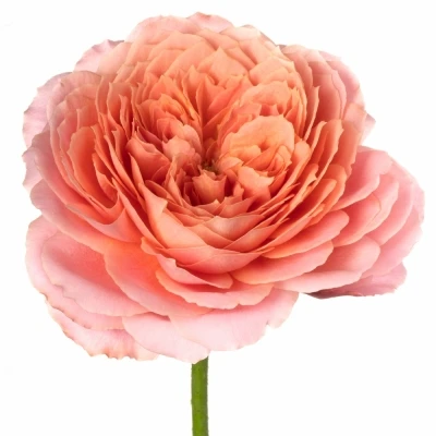 Růže ROMANTIC ANTIKE