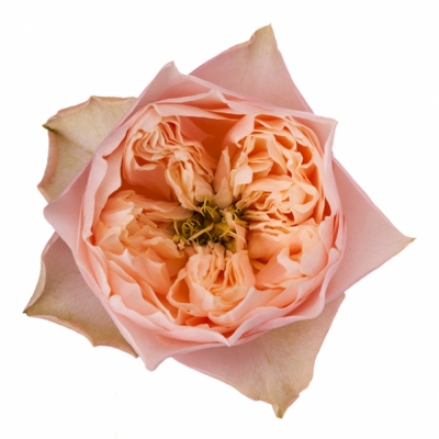Růže ROMANTIC VUVUZELA 40cm (XL)