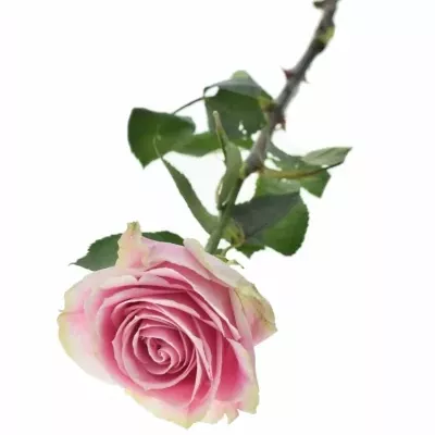 Růže ROSITA VENDELA