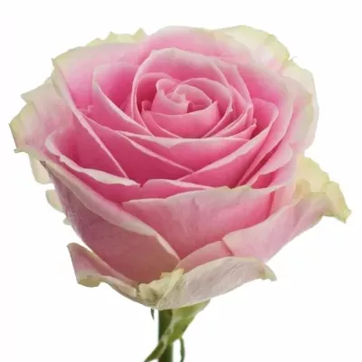 Růže ROSITA VENDELA 60cm (XL)
